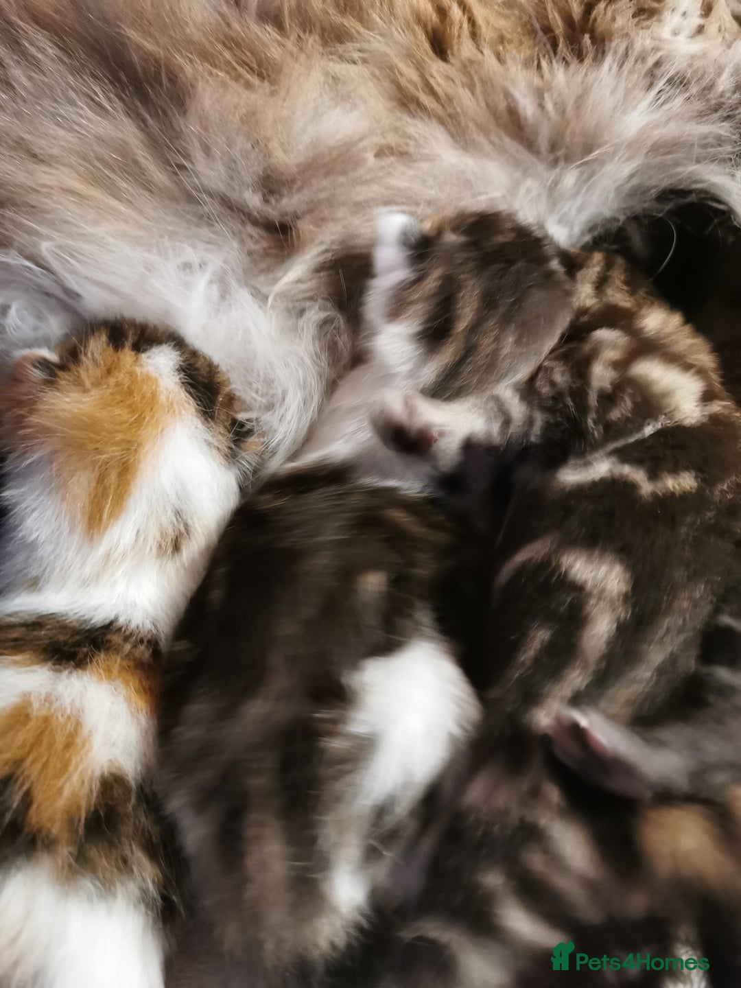 Mixed Breed cats for sale: Maine coon cross kittens for sale - Advert 3