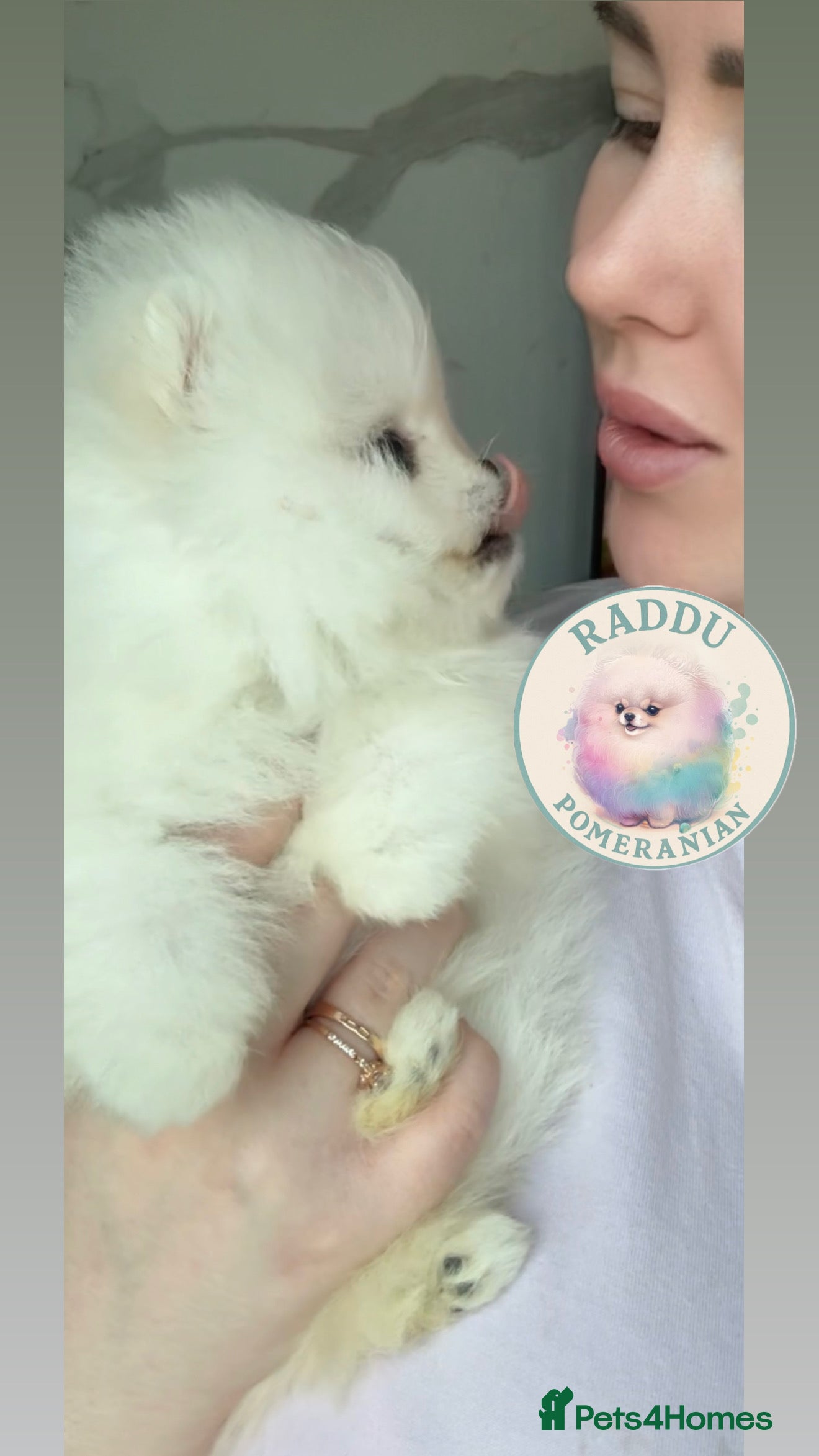Pomeranian dogs Champion line🏆 mini teddy boy🧸  - Advert 1