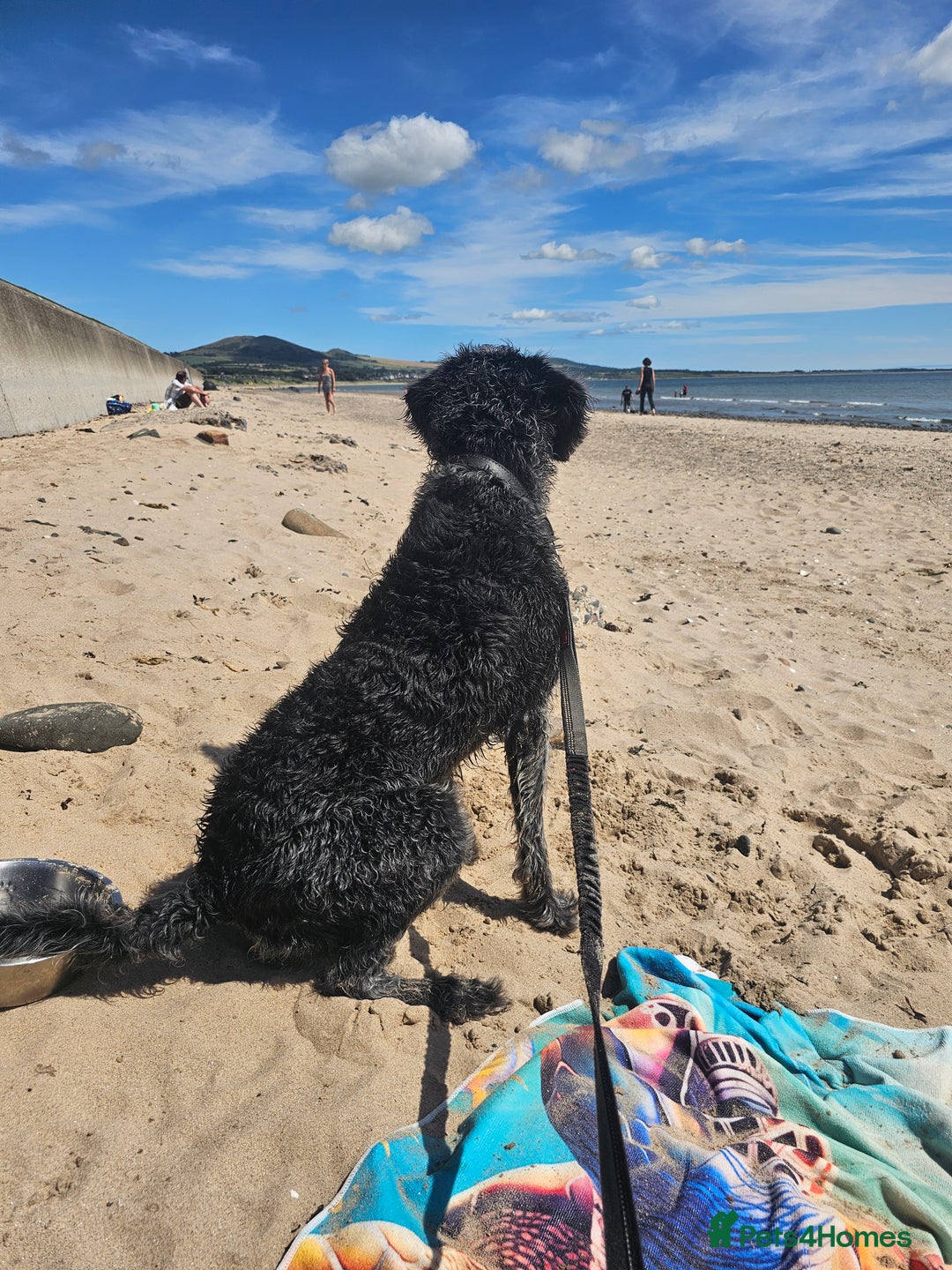 Labradoodle dogs for stud: Bigby - Image 8