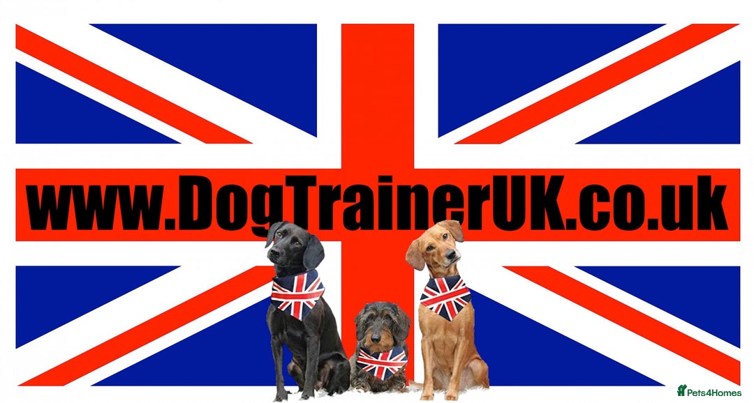 Golden Retriever dogs for sale: KC Reg Girl via POLICE dog behaviourist  - Image 11