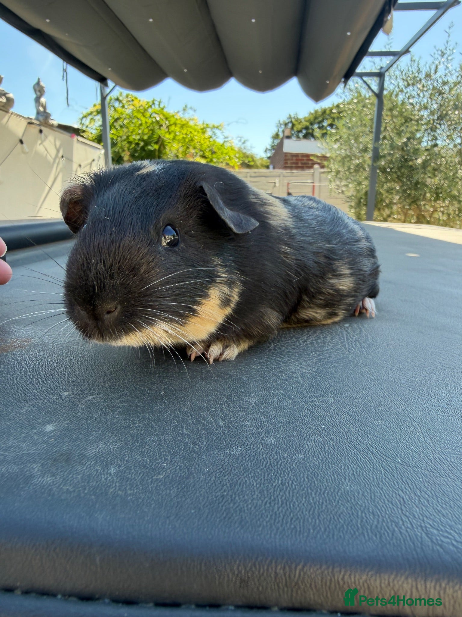 Guinea Pig rodents Two male  - Advert 3