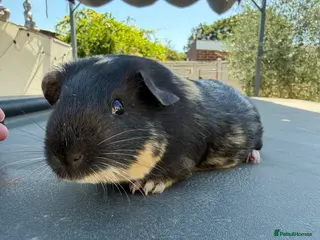 Guinea Pig rodents Two male - Advert 3