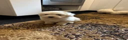 Maltese dogs for sale: Bichon maltese mini toy pure breed - Advert 9