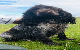 Cocker Spaniel dogs for sale: Stunning Show Type Cocker Spaniel Pups For Sale - Image 7