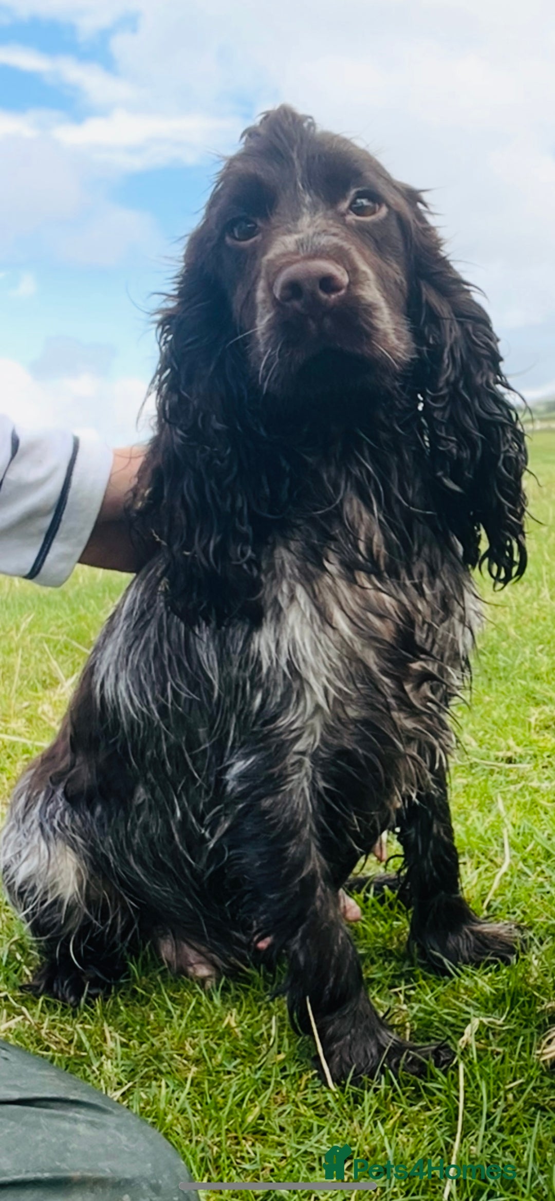 Cocker Spaniel dogs for sale: Stunning Show Type Cocker Spaniel Pups For Sale - Image 7