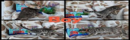 Bengal cats for sale: Bengal kittens  - Advert 7