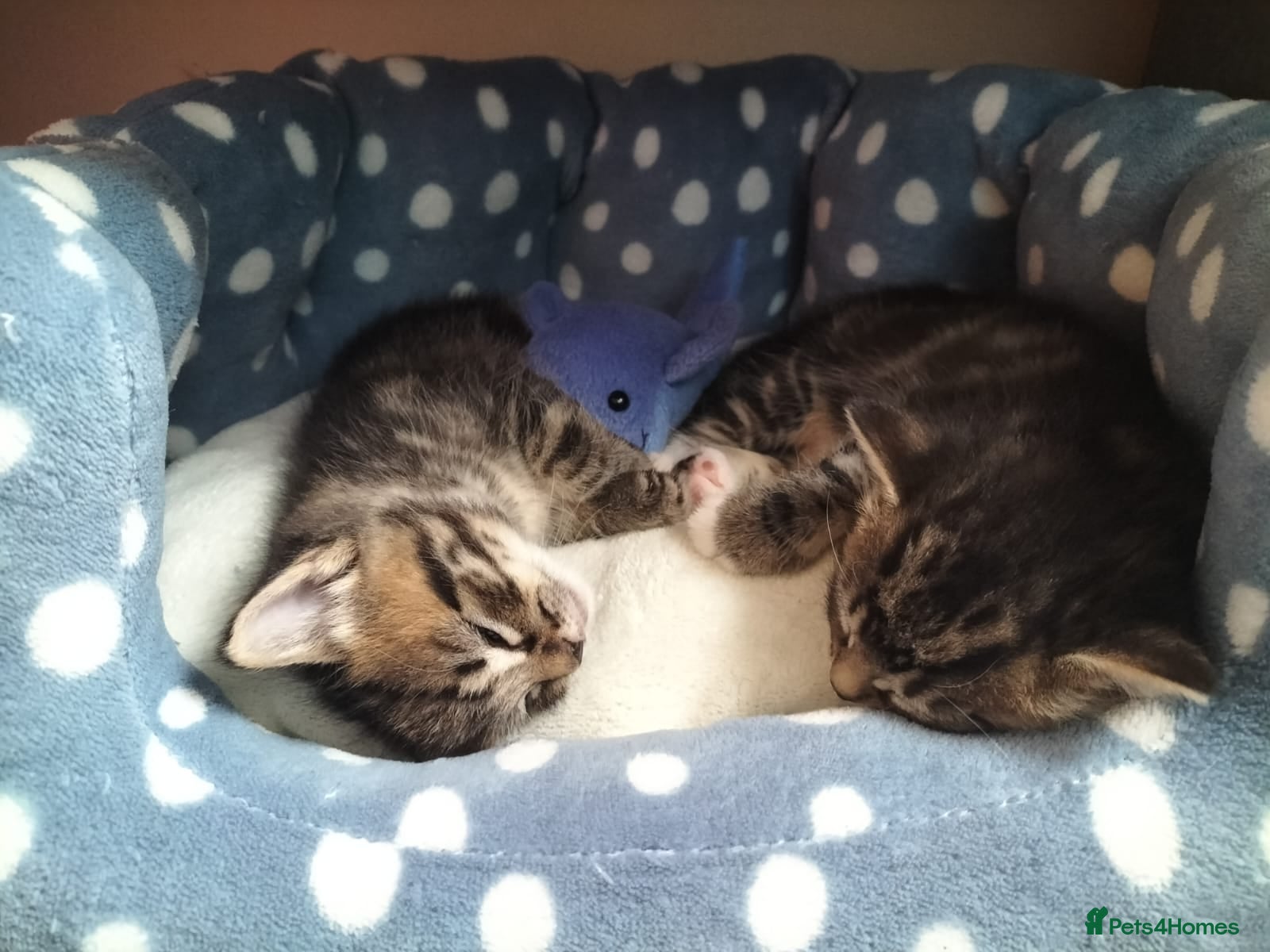 Mixed Breed cats Beautiful boy looking for forever home - Advert 1