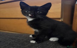 Mixed Breed cats for sale: 6 loving kittens looking for a new home. - Image 2