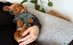 Miniature Dachshund dogs for sale: Dachshund puppy - Advert 1