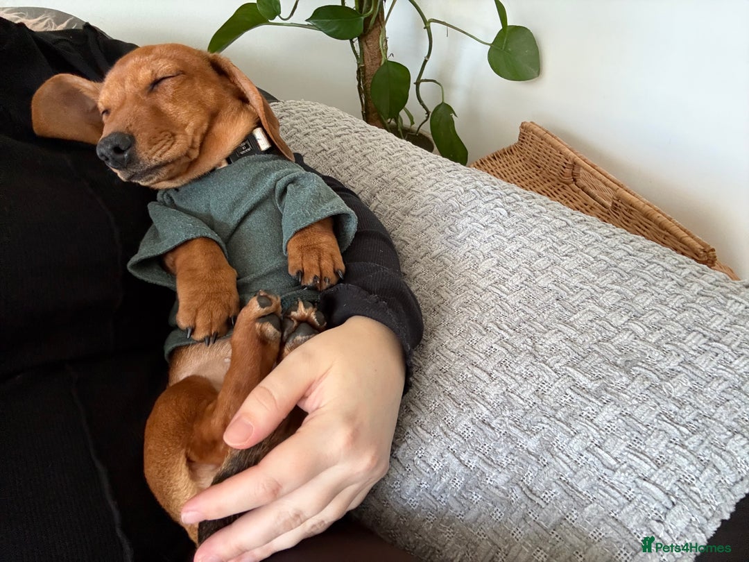 Miniature Dachshund dogs for sale: Dachshund puppy - Advert 1