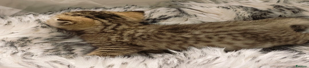 British Shorthair Kitten 3