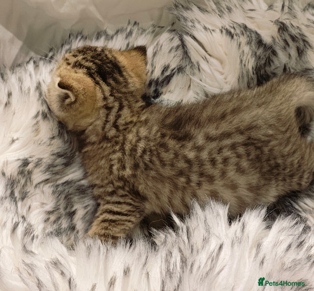 British Shorthair cats for sale: Blue, lilac, chocolate golden girls  - Advert 18