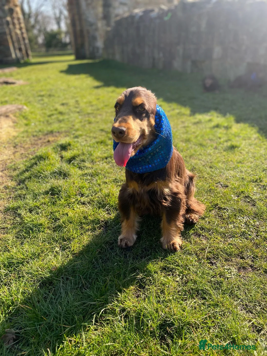 Cocker Spaniel dogs for stud: TRUE TO TYPE- Chocolate & Tan Show Cocker Spaniel in Holywell - Advert 14