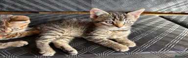 Mixed Breed Kitten 1