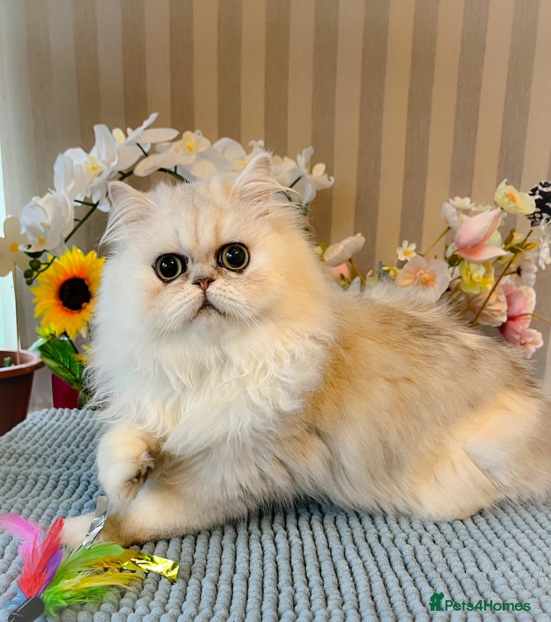 Persian cats for sale: Beautiful Chinchilla Persian Kittens*** - Image 2