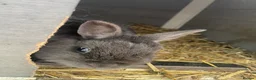 British Giant rabbits for sale: Netherland dwarf - Advert 3