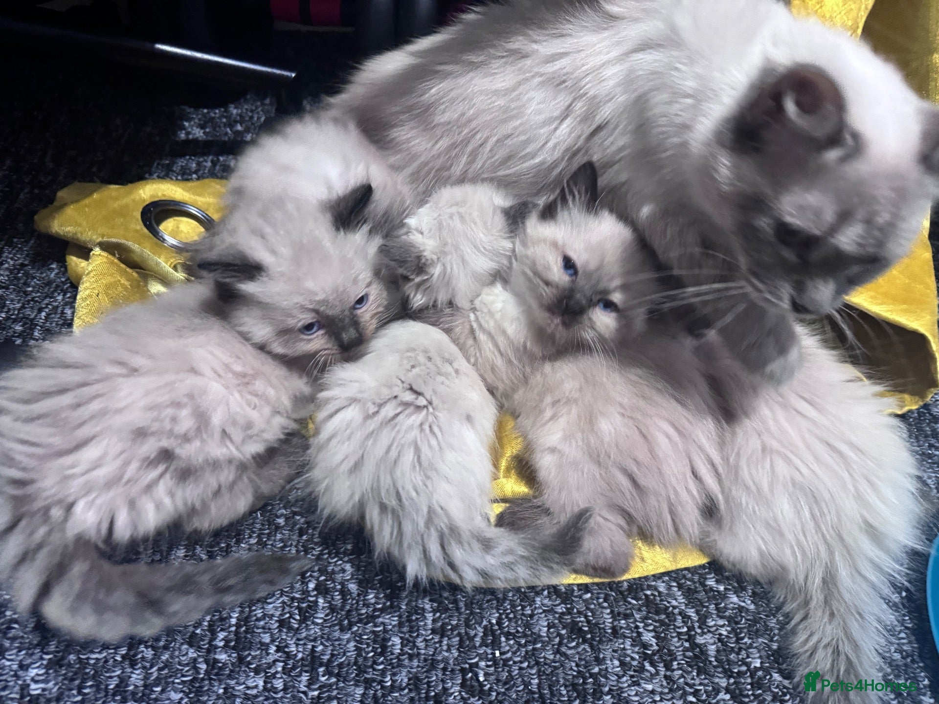 Ragdoll cats Ragdoll kittens  - Advert 2