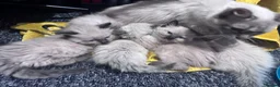 Ragdoll cats for sale: Ragdoll kittens  - Advert 1