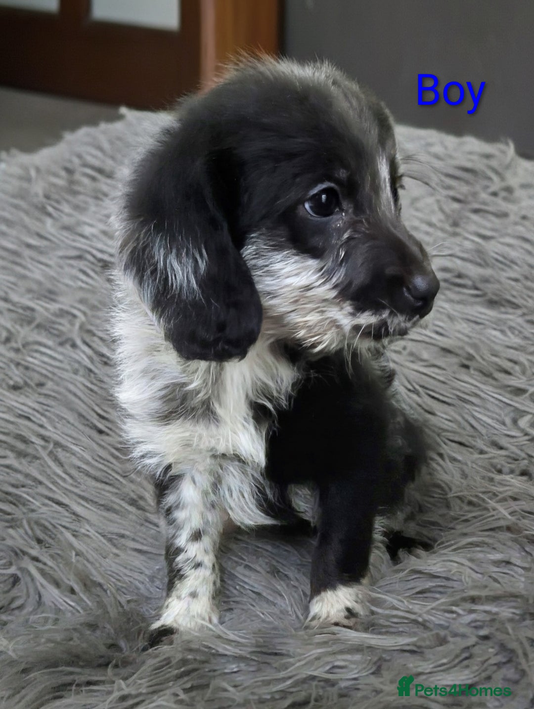 Labradoodle dogs for sale: Miniature F1 Labradoodle Puppies - Advert 13