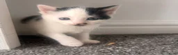 Mixed Breed cats for sale: kittens ready 16/10 - Advert 18