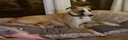 Whippet dogs for sale: Lovely KC Reg Whippets - Advert 3