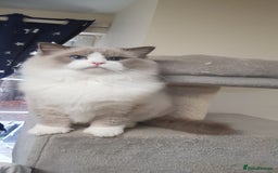 Ragdoll cats for stud: Charles - TICA and Gccf registered active boy  in Bournemouth - Image 11