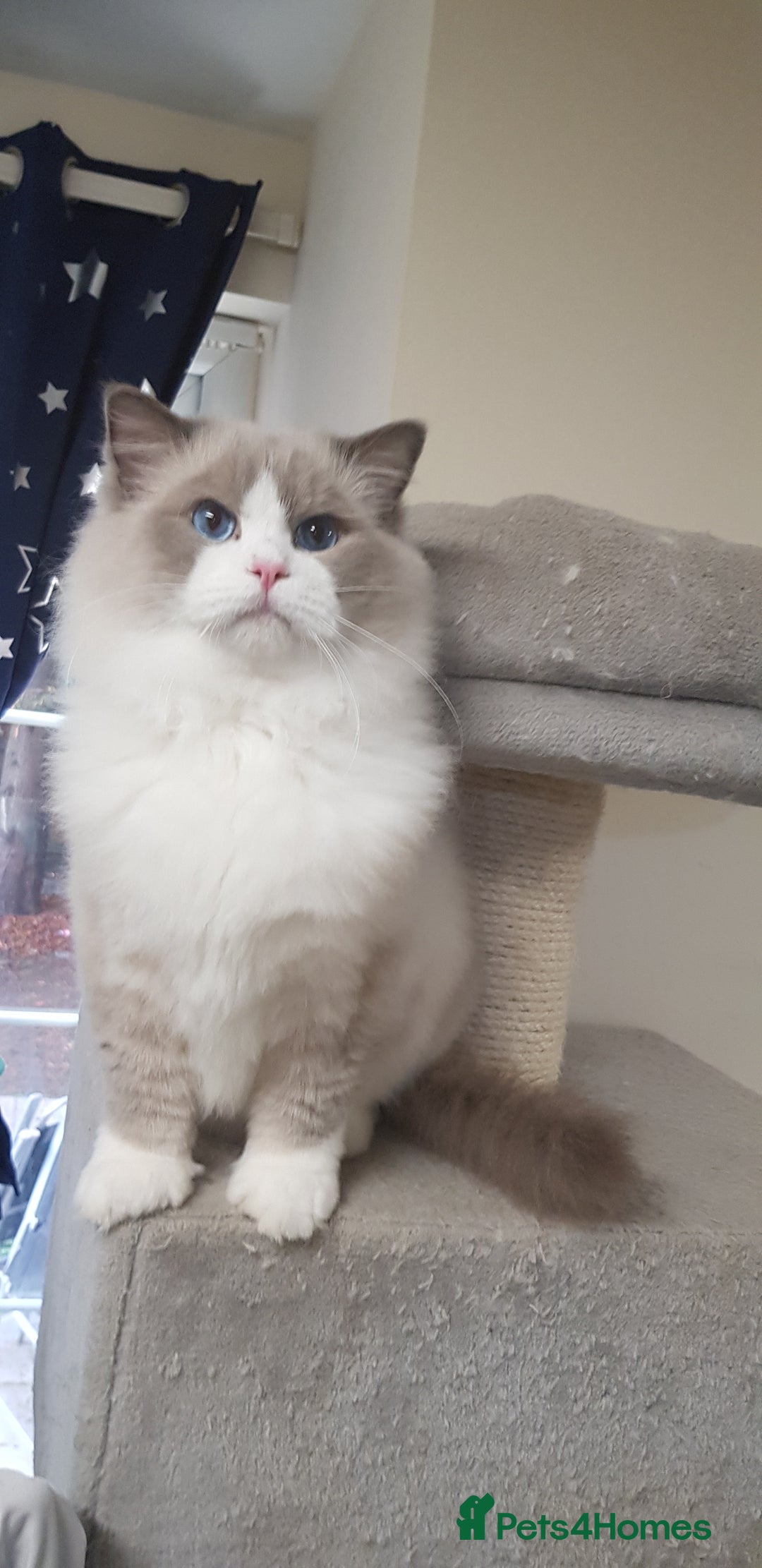 Ragdoll cats for stud: Charles - TICA and Gccf registered active boy  in Bournemouth - Image 11