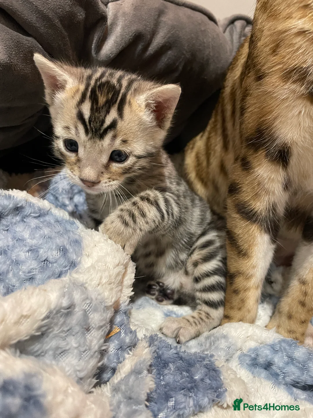 Bengal cats for sale: Pure Bengal Kittens  - Advert 15