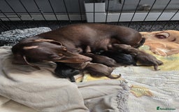 Miniature Dachshund dogs for sale: Miniature dachshunds  - Image 2