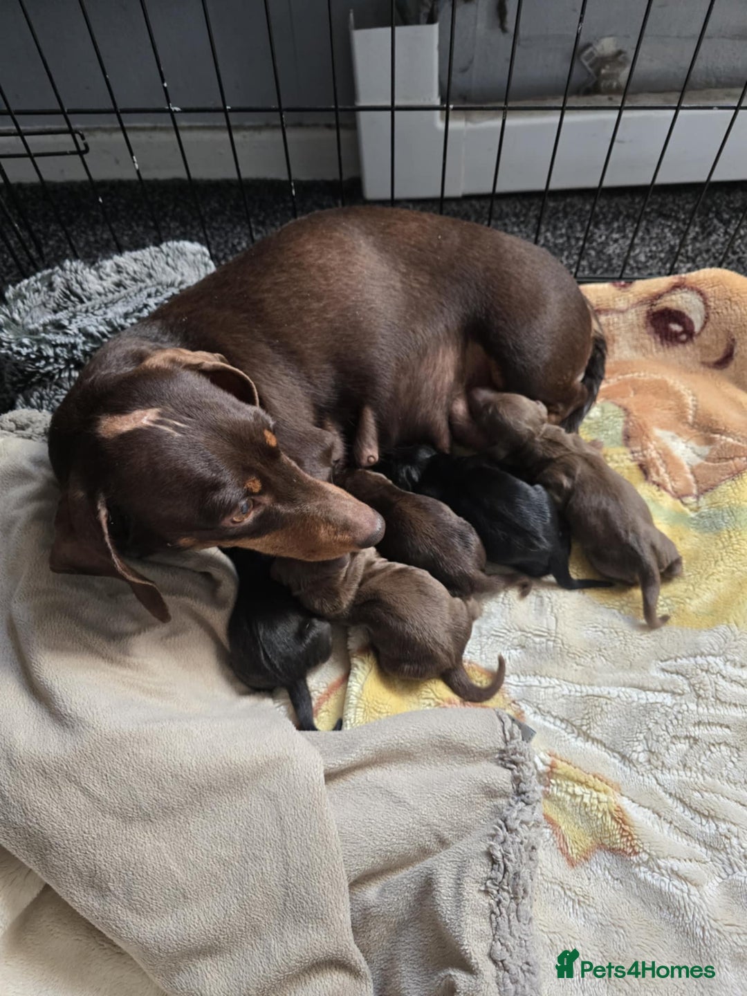 Miniature Dachshund dogs for sale: Miniature dachshunds  - Image 2