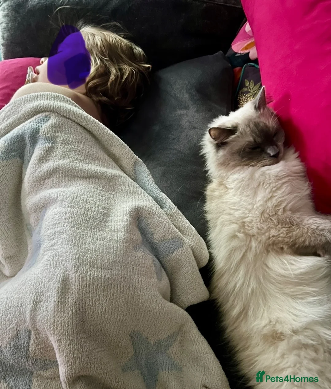 Ragdoll cats for sale: Superwoman Ragdoll - Advert 2