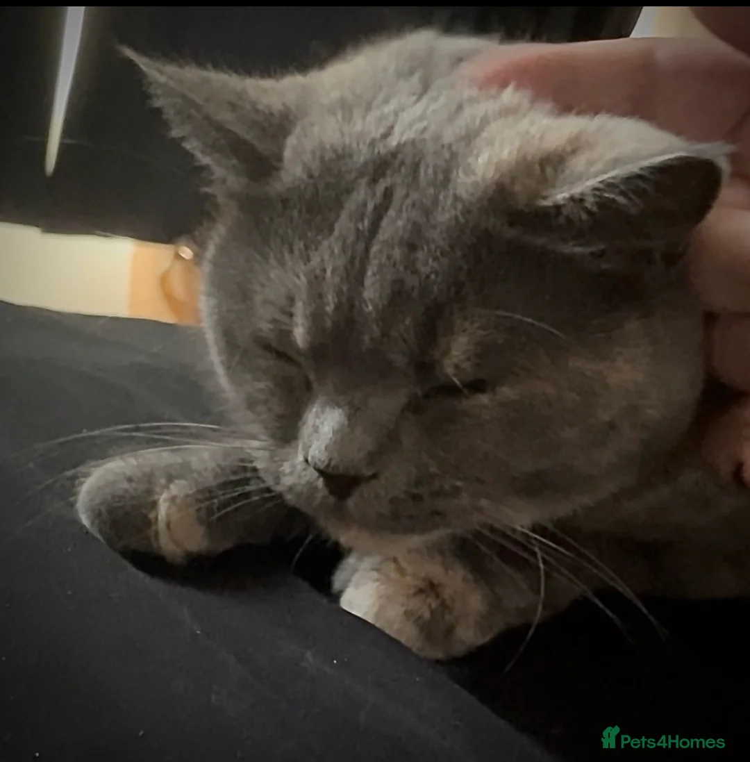 British Shorthair cats for sale: Lovely little lady - Advert 2