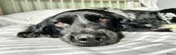 Mixed Breed dogs for adoption: George – Your Shadow, Snuggle Buddy & Best Friend in Nottingham - Advert 5