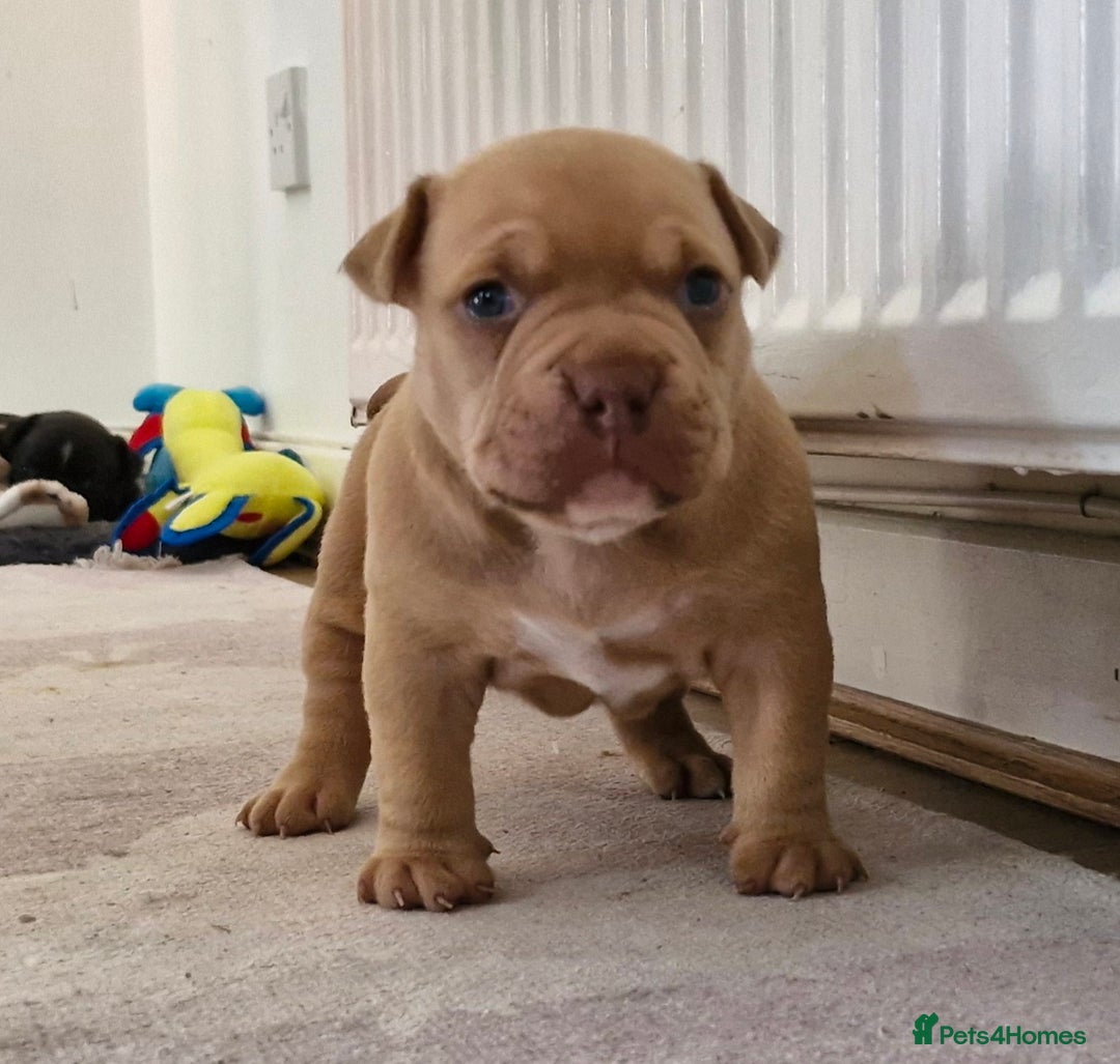 American Bully dogs for sale: 3 female pocket bully's available  - Image 14