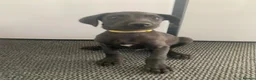 Lurcher dogs for sale: Deerhound/Alaunt  X  Poodle/Saluki puppies  - Advert 5