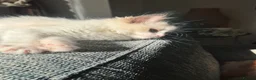Ragdoll cats for sale: Bicolour ragdoll kittens and mum for sale - Advert 10