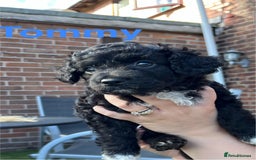 Yorkiepoo dogs for sale: Yorkiepoo cockapoo  - Image 11