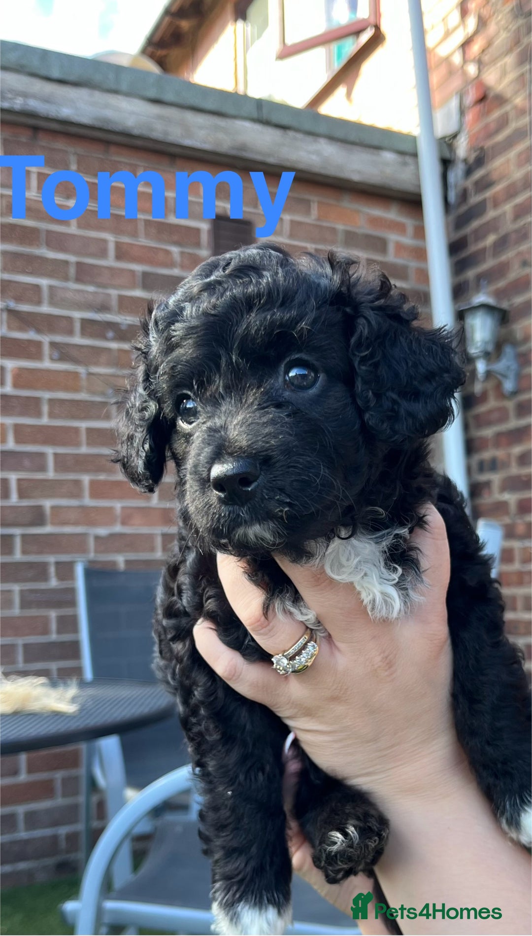 Yorkiepoo dogs for sale: Yorkiepoo cockapoo  - Image 11
