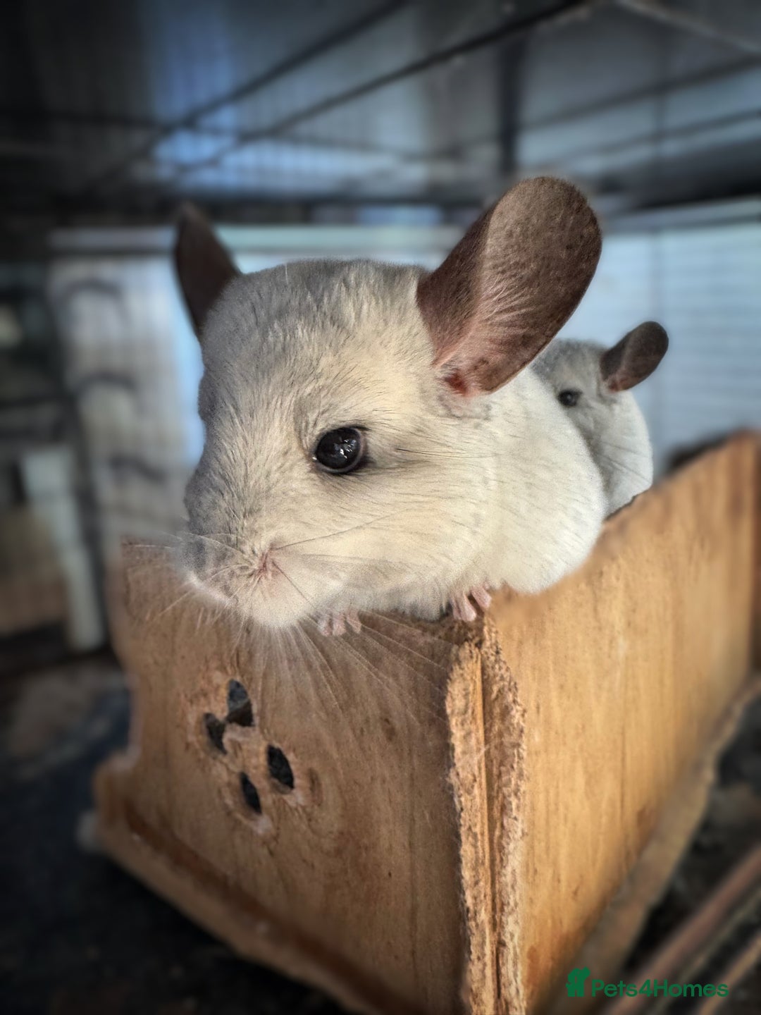 Chinchilla rodents for sale: Female Pair of Chinchillas - Advert 2