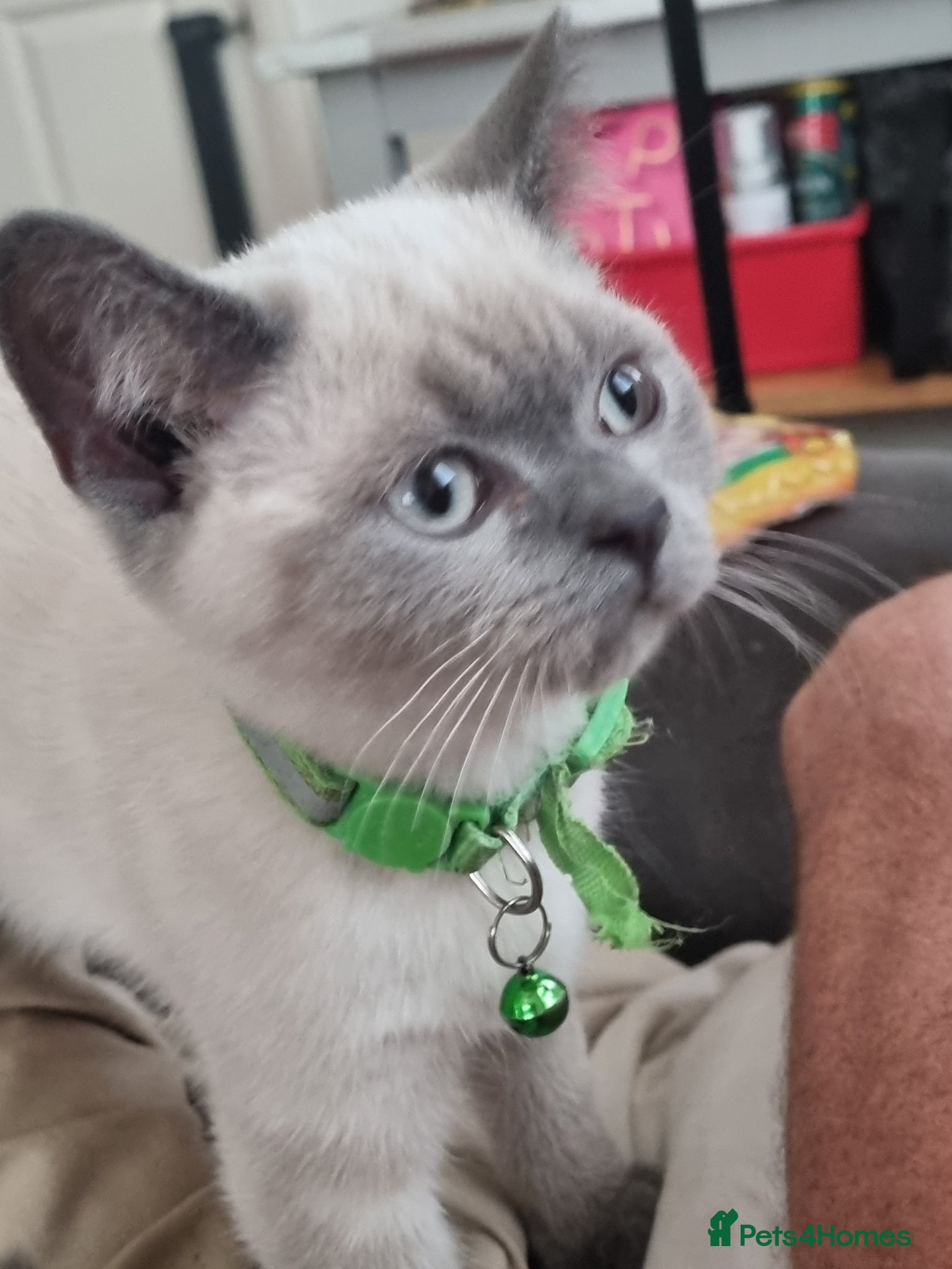 British Shorthair cats *PRICE REDUCED* ONLY 2 BOYS  LEFT COLOURPOINT BSH - Advert 1