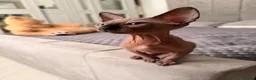 Sphynx cats for sale: !🌺🫶 Ready NOW!! - Advert 4