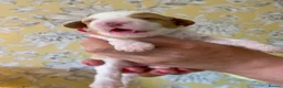 Cockapoo dogs for sale: Absolutely Stunning & Unique Cockapoo Pups! - Advert 5