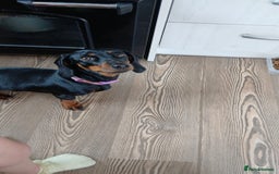 Miniature Dachshund dogs for sale: Miniature Dachshund - Image 3