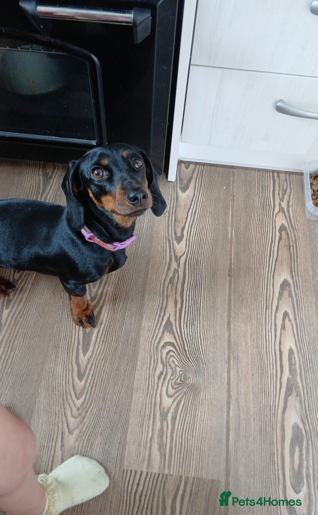Miniature Dachshund dogs for sale: Miniature Dachshund - Image 3