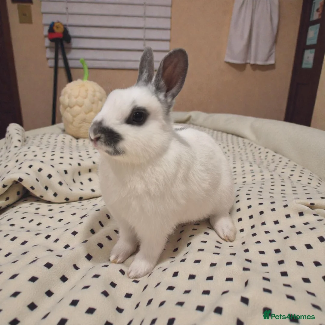 Mixed Breed rabbits for sale: 🧡dwarf papillon bunnies 🧡 - Advert 7