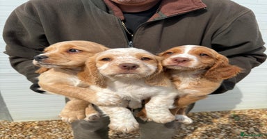 Cocker Spaniel dogs - Advert 14