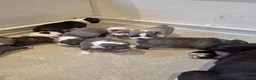Boston Terrier dogs for sale: Health-Tested KC Registered Boston Terrier Puppies in Salford - Advert 19