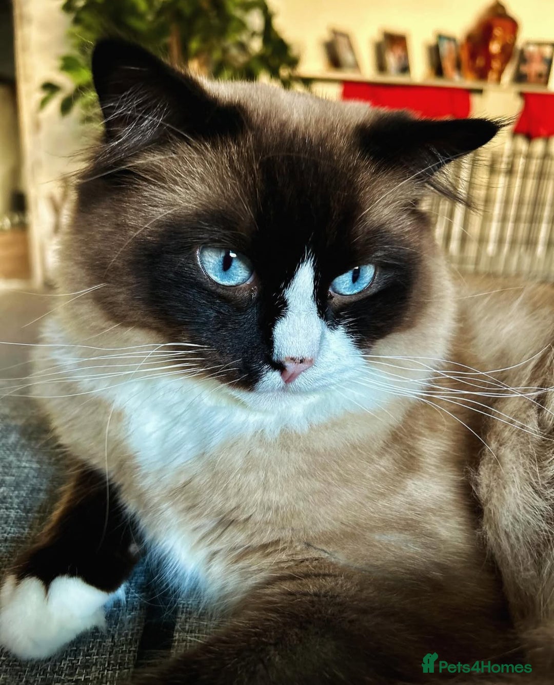 Persian cats for sale: Persian Kittens for Sale 💙✨ - Image 8