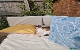 Domestic Shorthair cats for sale: Poppy and Rosie Rehoming.  - Image 6