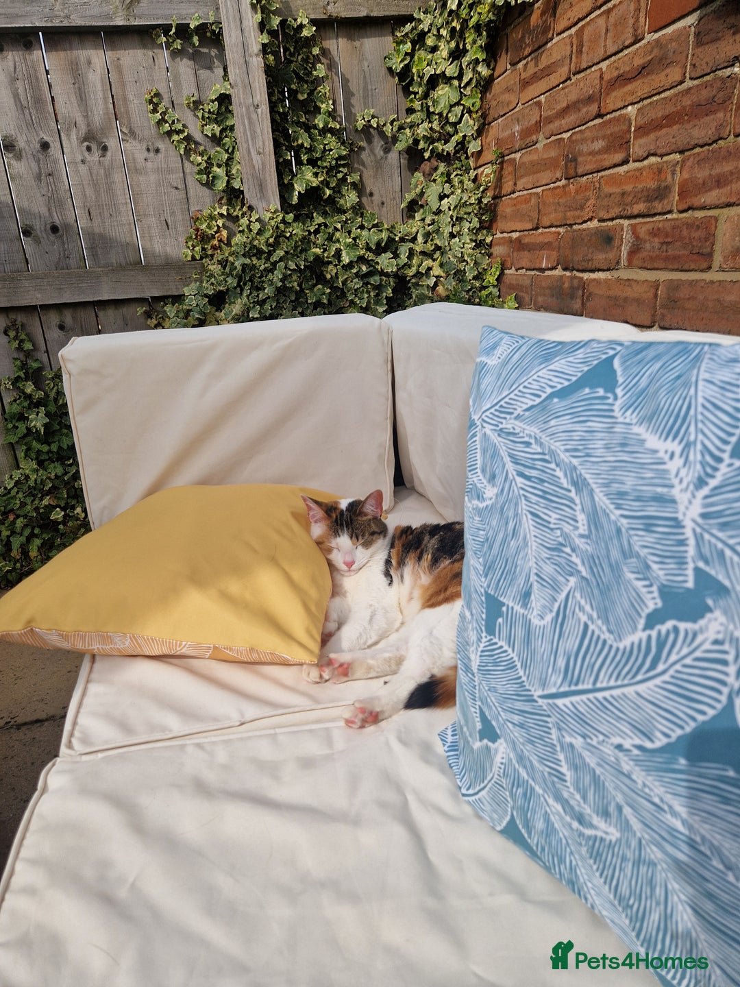 Domestic Shorthair cats for sale: Poppy and Rosie Rehoming.  - Image 6